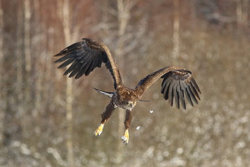 White Tailed Eagle (Haliaeetus Albicilla) in winter. Sea Eagle.