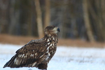 White Tailed Eagle (Haliaeetus Albicilla) in winter. Sea Eagle.