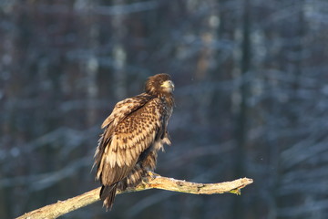 White Tailed Eagle (Haliaeetus Albicilla) in winter. Sea Eagle.