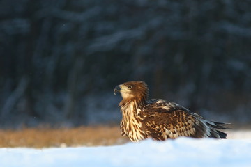 Obraz premium White Tailed Eagle (Haliaeetus Albicilla) in winter. Sea Eagle.