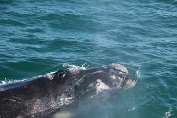 Obraz premium Baleine franche australe