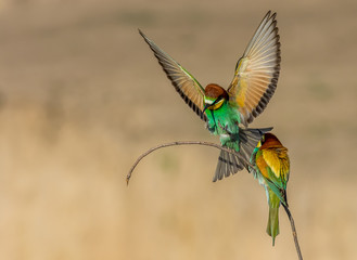 Fototapeta premium amaizing birds fly