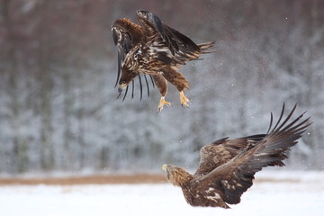 Fighting Two White Tailed Eagles (Haliaeetus Albicilla). Sea Eagle in Winter.