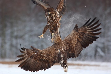 Fighting Two White Tailed Eagles (Haliaeetus Albicilla). Sea Eagle in Winter.