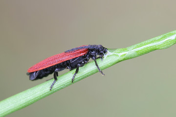 Golden net-winged soldier beetle, Dictyopteris aurora
