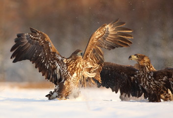 Fighting Two White Tailed Eagles (Haliaeetus Albicilla). Sea Eagle in Winter.