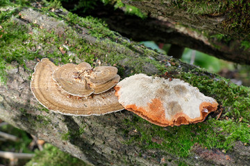 Daedaleopsis confragosa, commonly known as the thin walled maze polypore or the blushing bracket,