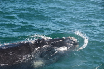 Naklejka premium Baleine franche australe