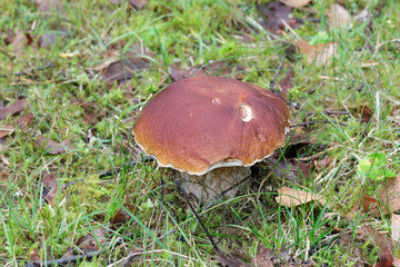 Boletus edulis, called penny bun, cep, porcino or porcini, a delicious wild mushroom