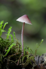 Mycena haematopus, commonly known as the bleeding fairy helmet, the burgundydrop bonnet, or the bleeding Mycena