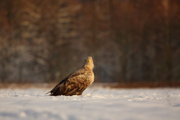 White Tailed Eagle (Haliaeetus Albicilla) in winter. Sea Eagle.