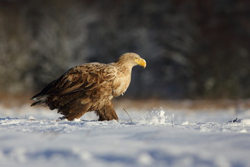 White Tailed Eagle (Haliaeetus Albicilla) in winter. Sea Eagle.