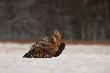 White Tailed Eagle (Haliaeetus Albicilla) in winter. Sea Eagle.