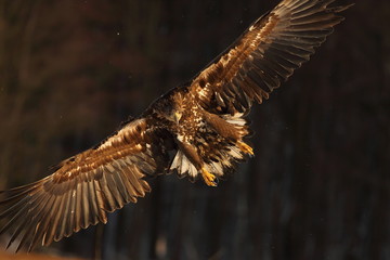 White Tailed Eagle (Haliaeetus Albicilla) in winter. Sea Eagle.