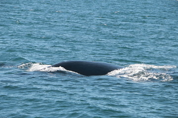 Fototapeta premium Baleine franche australe