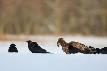 White Tailed Eagle (Haliaeetus Albicilla) in winter. Sea Eagle.
