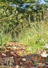 Box turtle on path