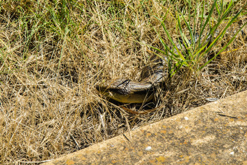 cobra no parque