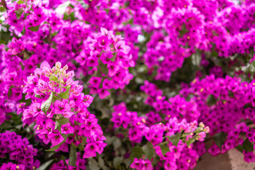 colorful purple flowers in the garden