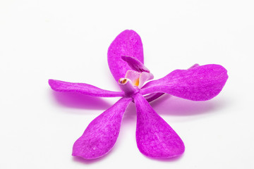Violet orchid isolate on white background.