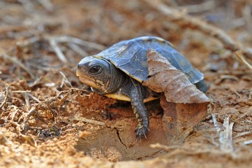 Baby box turtle