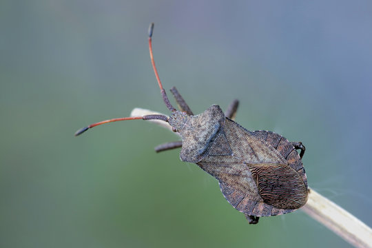 Dock bug
