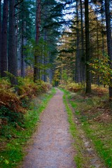Fototapeta premium forest path