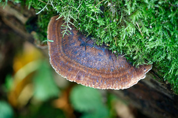 Benzoin bracket fungus, Ischnoderma benzoinum
