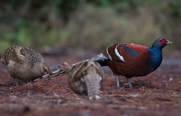 Bar-tailed pheasant male and female in nature on Doi San Ju; Chiang Mai 
