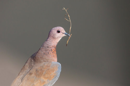 A mourning dove perched on a log with the stick to use for building nest.