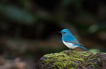 Ultramarine Flycatcher on stone in nature.