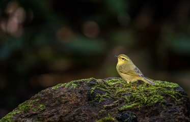 Golden Bush-Robin on stone in nature