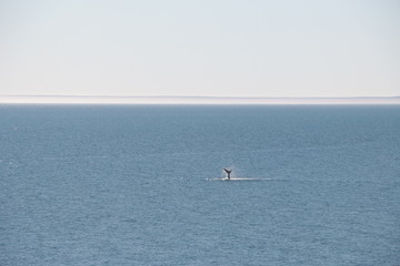 Fototapeta na wymiar Baleine franche australe