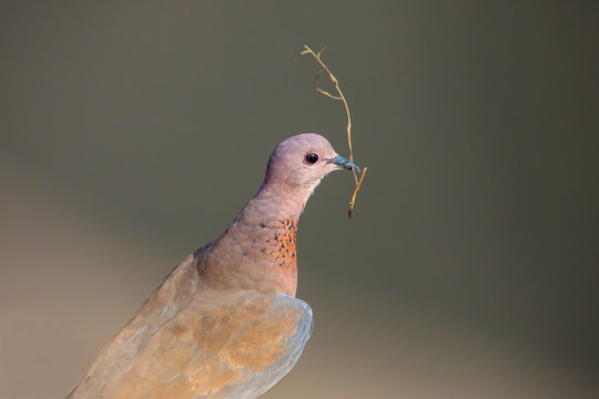 A mourning dove perched on a log with the stick to use for building nest.