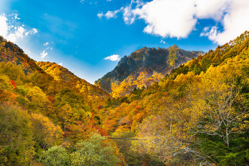 鮮やかに紅葉した山