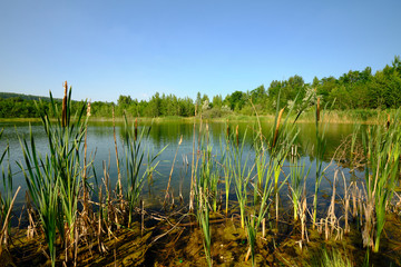 Natur am Geiseltalsee - einem ehemaligen Tagebau - in der Nähe von Merseburg, Sachsen-Anhalt,...