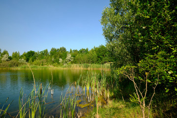 Natur am Geiseltalsee - einem ehemaligen Tagebau - in der Nähe von Merseburg, Sachsen-Anhalt,...