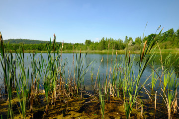Fototapeta premium Natur am Geiseltalsee - einem ehemaligen Tagebau - in der Nähe von Merseburg, Sachsen-Anhalt, Deutschland