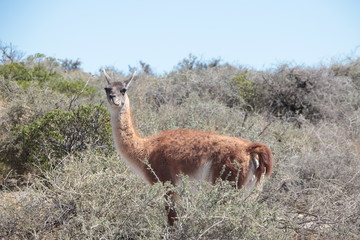 Guanaco