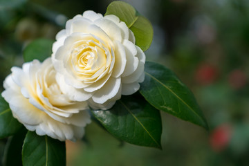 white camellia