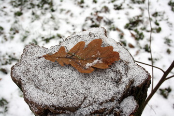 Dry oak leaf on a snow covered stump