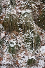 Grass and dry leaves under the snow