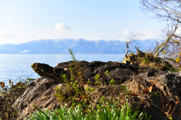 琵琶湖畔の亀石
