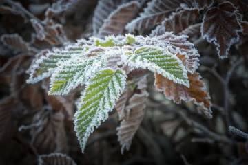 Givre sur des feuilles en hiver