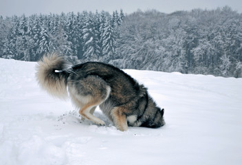 Siberian Husky digging and playing in snow