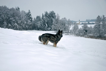 Siberian Husky looking in the distance with winter forest in background