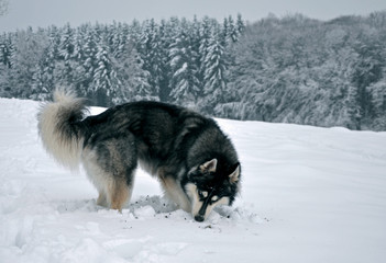 Siberian Husky digging and playing in snow