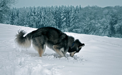 Siberian Husky digging and playing in snow