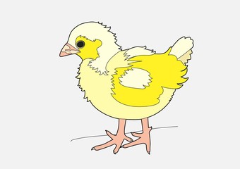 Yellow chick