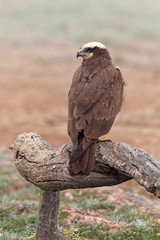 Western marsh harrier. Circus aeroginosus